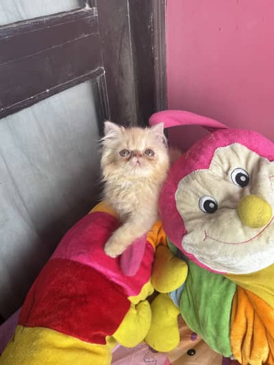 Persian peki cfa bloodline male female kitten