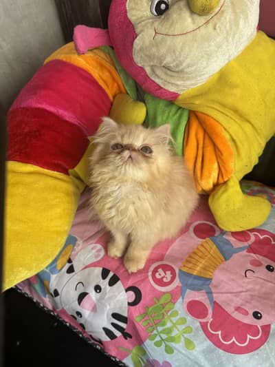 Persian peki cfa bloodline male female kitten