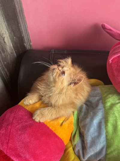 Persian peki cfa bloodline male female kitten