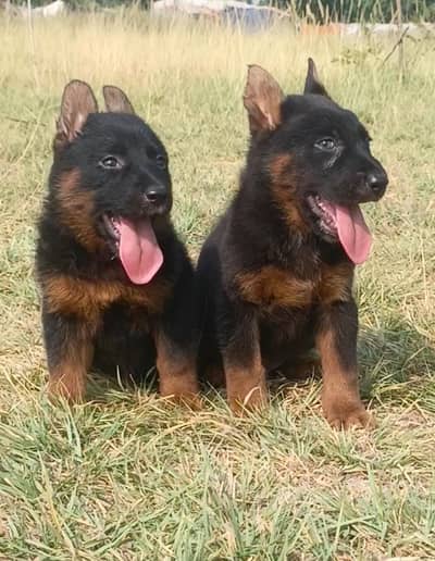 German Shepherd puppy | gsd | German Shepherd long coat pair