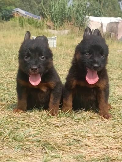 German Shepherd pair | German Shepherd ppuppies for sale