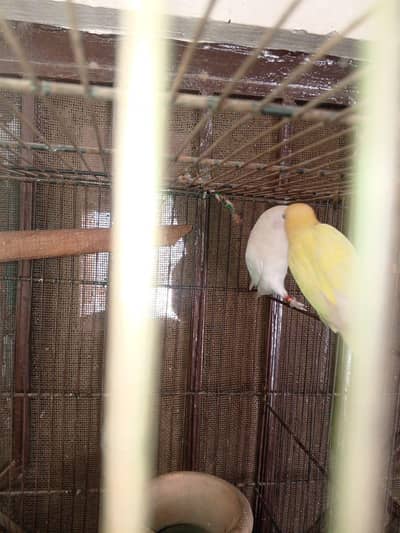 love birds