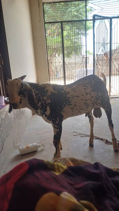 Goat for sale