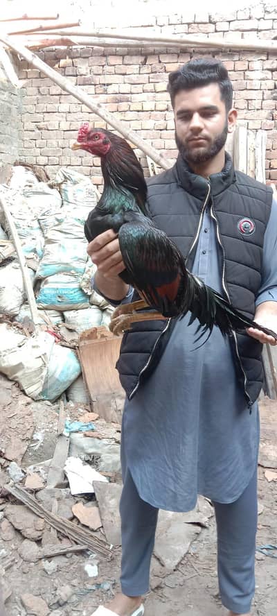 Aseel mushka murgha for sale