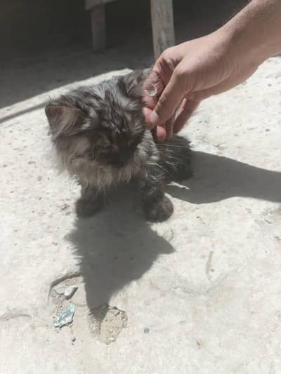 little cute kitten for adoption