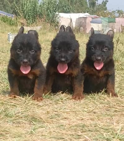 German Shepherd long coat pair for sale