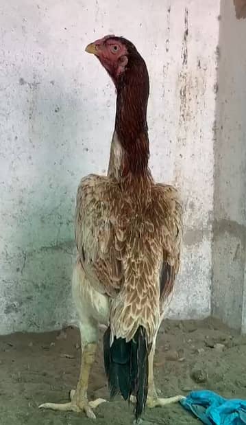 Shamo Female | Desi chicks | Pigeons