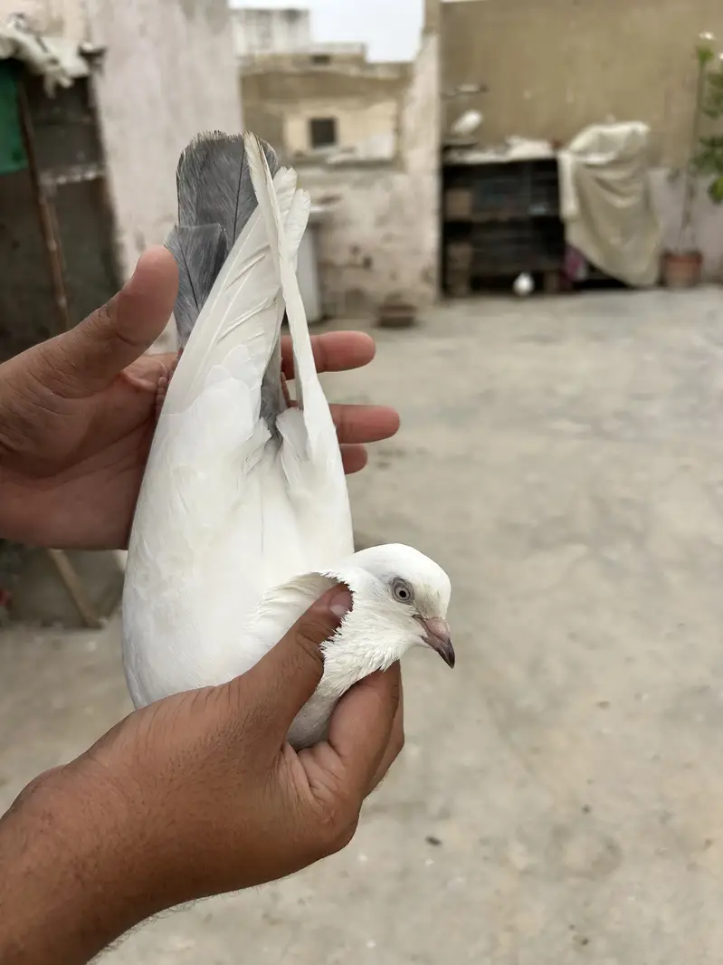 Nilduma male/mainadag pair /sentinet pair