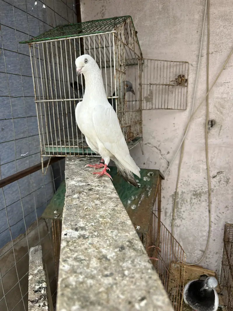 Nilduma male/mainadag pair /sentinet pair — photo 2