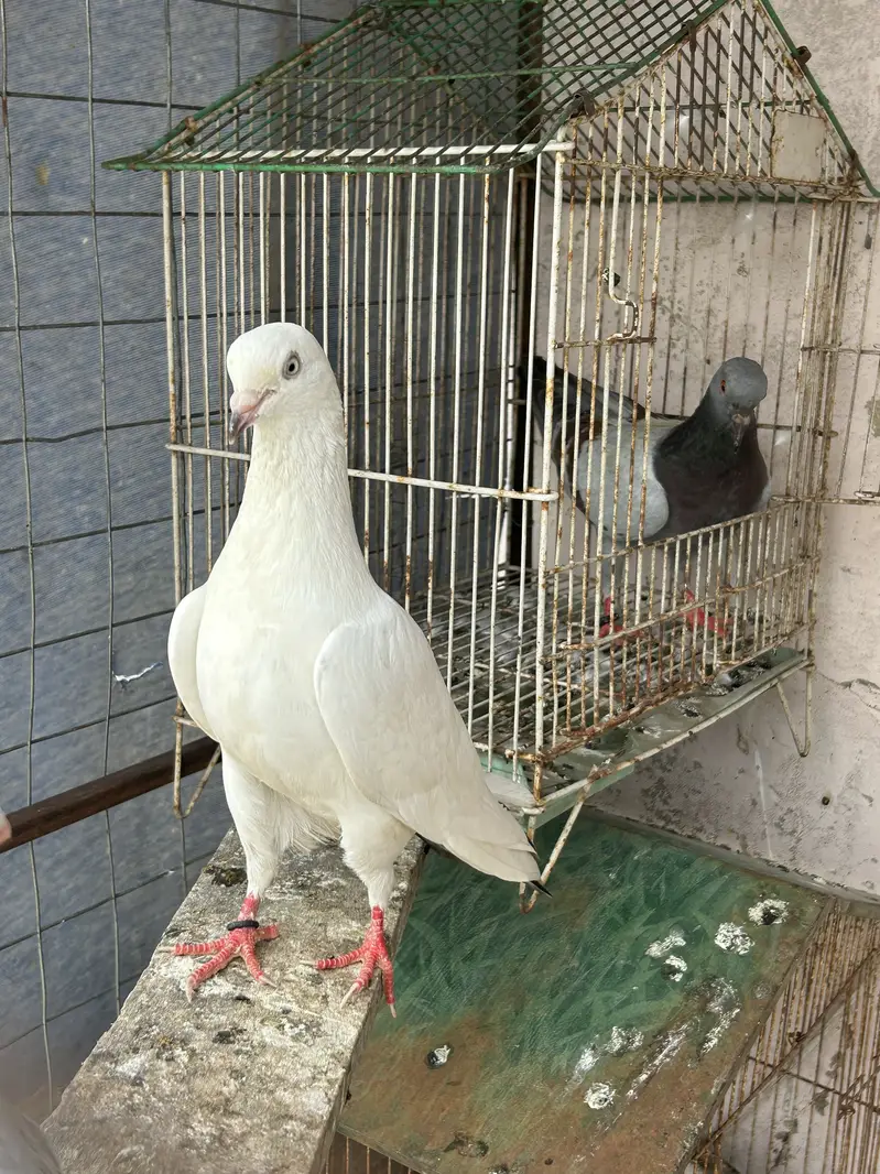 Nilduma male/mainadag pair /sentinet pair — photo 4