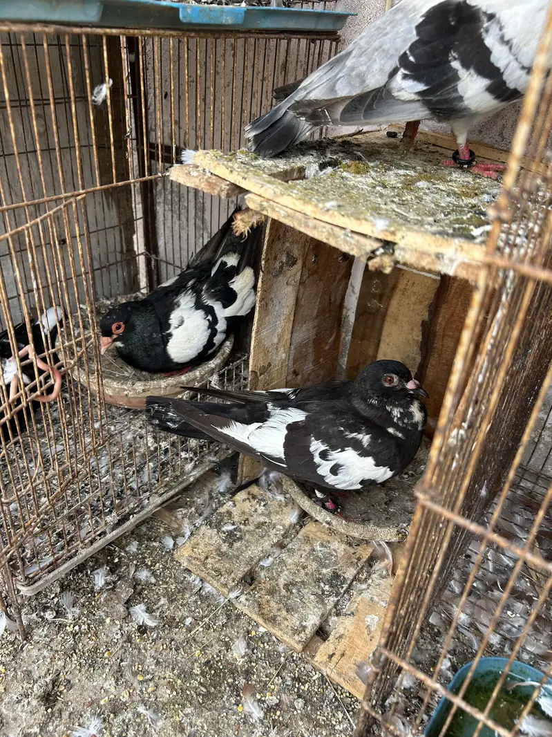 Nilduma male/mainadag pair /sentinet pair — photo 7
