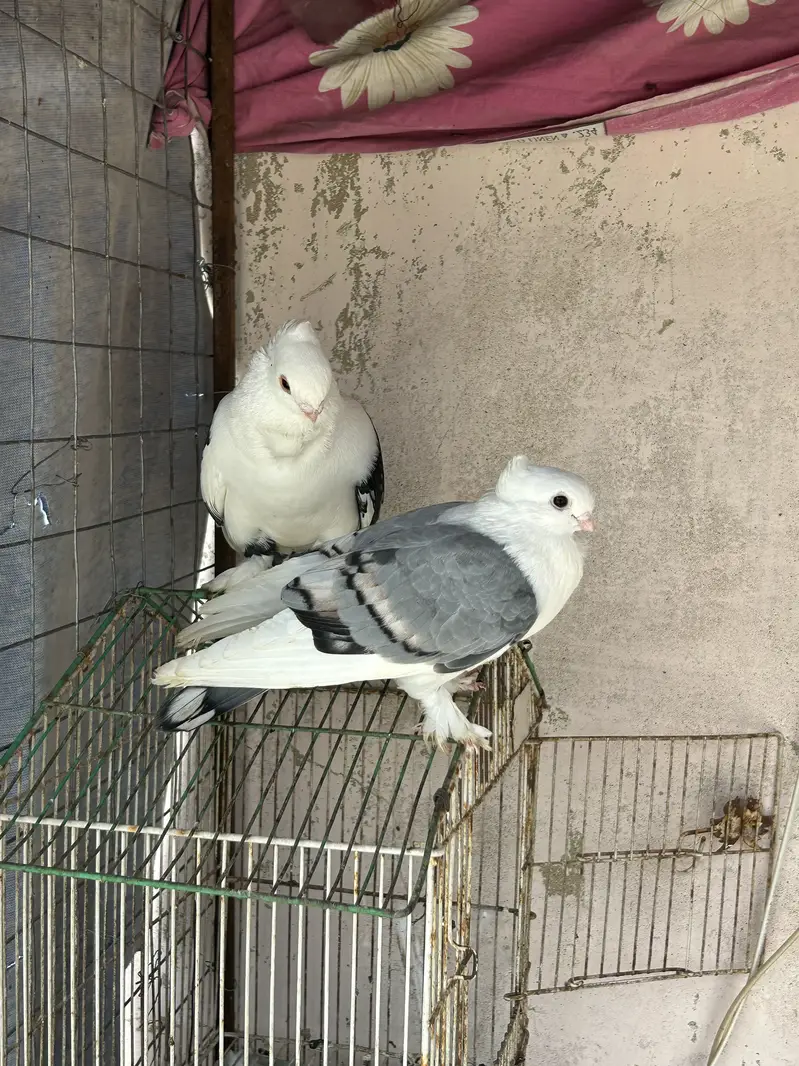 Nilduma male/mainadag pair /sentinet pair — photo 9