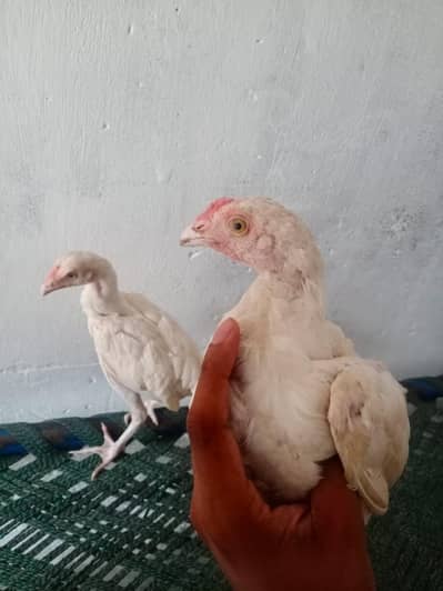2 male patha