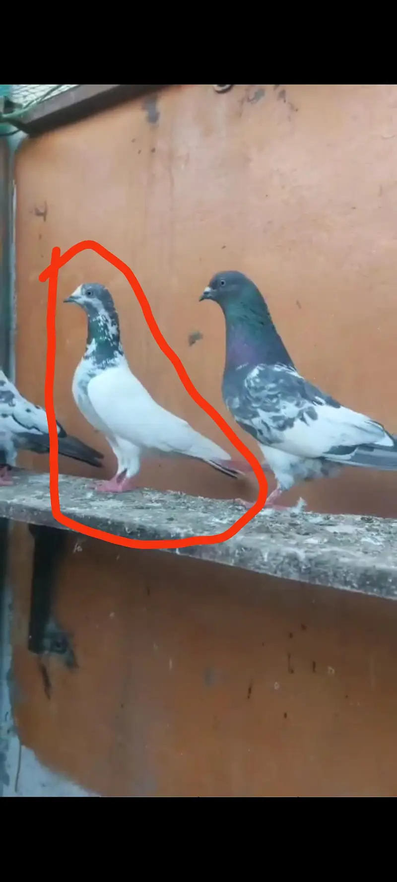 pure sailkoti pair