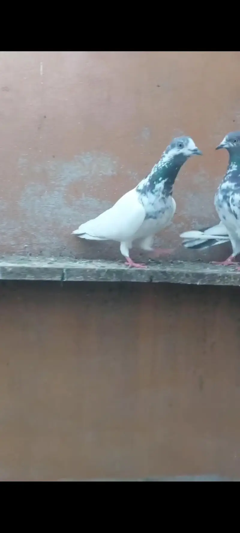 pure sailkoti pair — photo 5