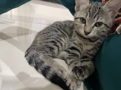 Cats for sale
