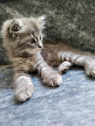 Persian Triple coated kitten