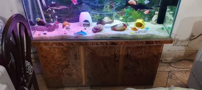 fishes and tank