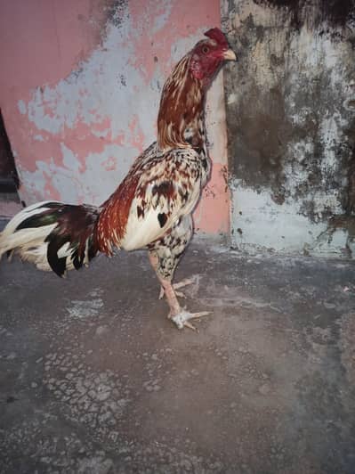 Home breed for sale