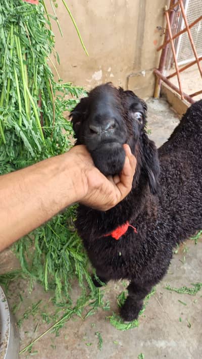 Pure Black Mundra Male Goat | 3.5–4 Months | Healthy & Premium Quality