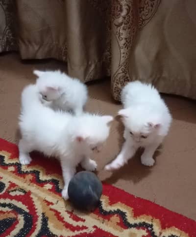 Persian Kittens Available