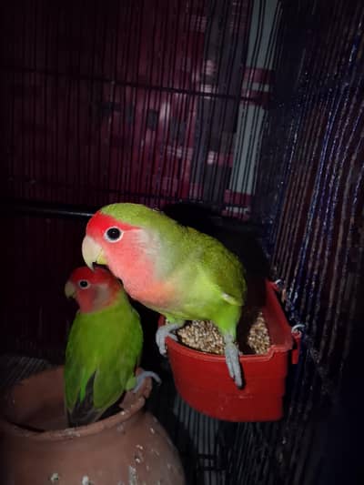 lovebird