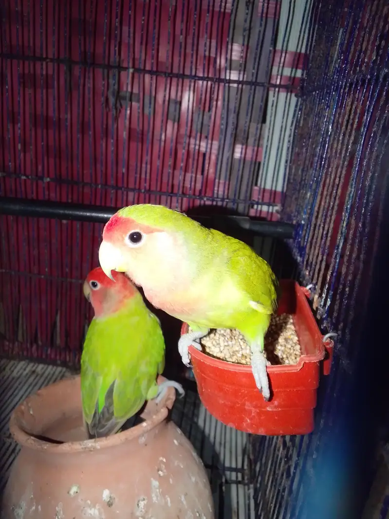 lovebird — photo 2