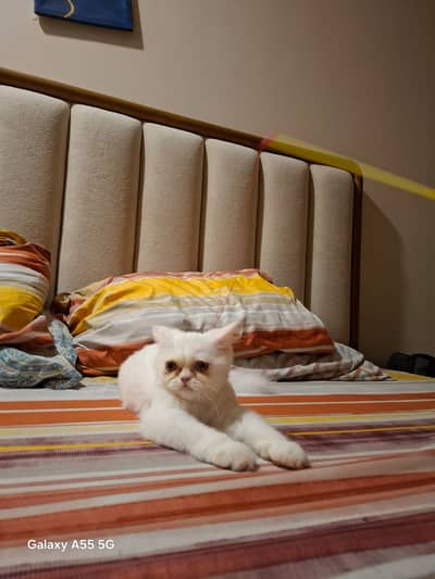 Persian punch face triple coat white female cat