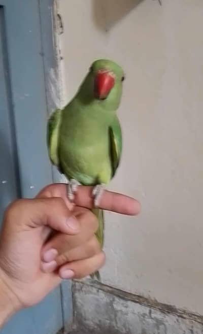 green parrot Ring nack handtame male female available