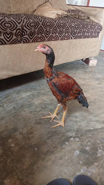 Aseel patha for sale high quality