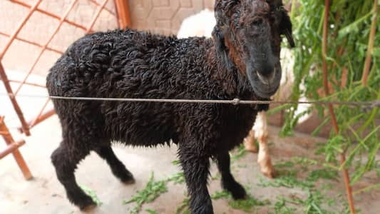 Pure Black Mundra Female Goat | 3.5–4 Months | Healthy & Pro Quality