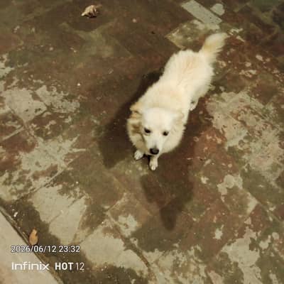 pomeranian and Russian mix