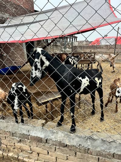Pure beetal Female with male kid and crossed