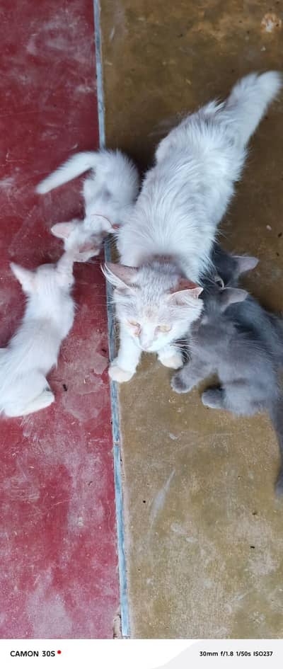 1 Percian Female Cat And 4 kittens For Sale