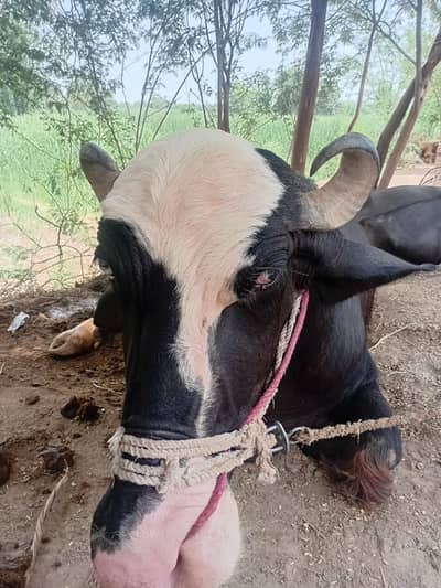 buffalo:Location: Chak No. 46 GB, Tehsil Samundri, District Faisalabad