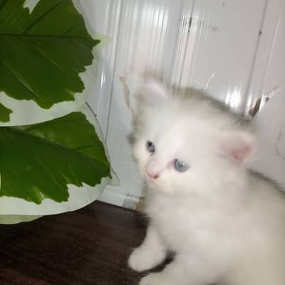 Persian cat available