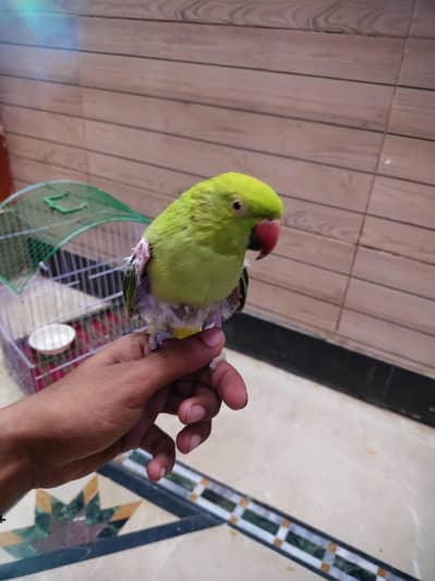 Ring neck parrots