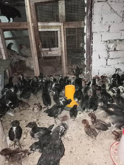 Egyptian Fayoumi & Black Australorp Chicks for sale