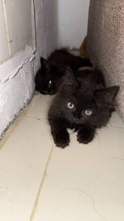 Persian cats
