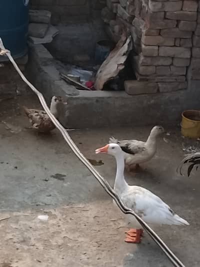 Duck for sale rwp 03055539025
