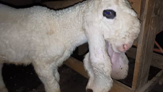 Pure Sargodha Kajla Male Lamb | 5 Point D Face | 2 Months | pro breed