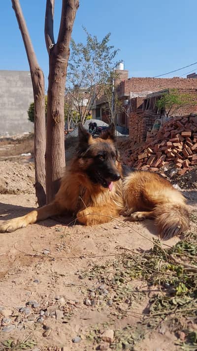 German Shepherd Long Code