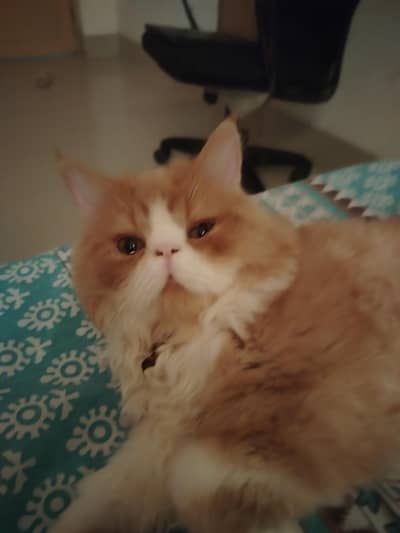 Pikki face Kitten