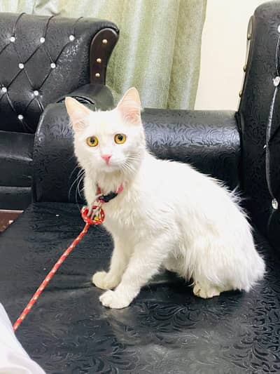 White Fluffy Cat