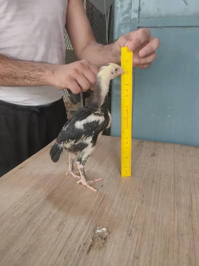 Black German o shamo chicks