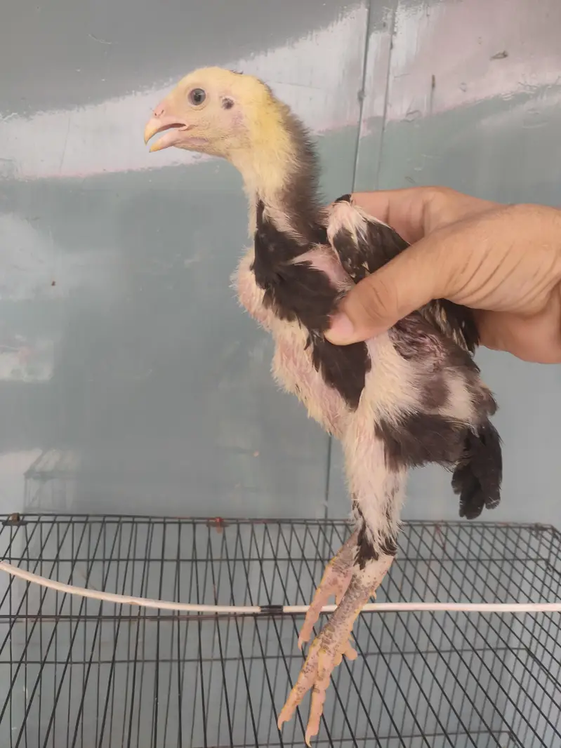 Black German o shamo chicks — photo 2