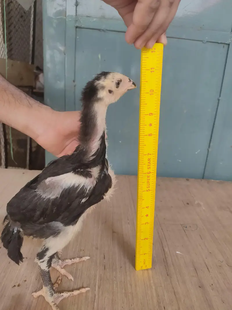 Black German o shamo chicks — photo 4