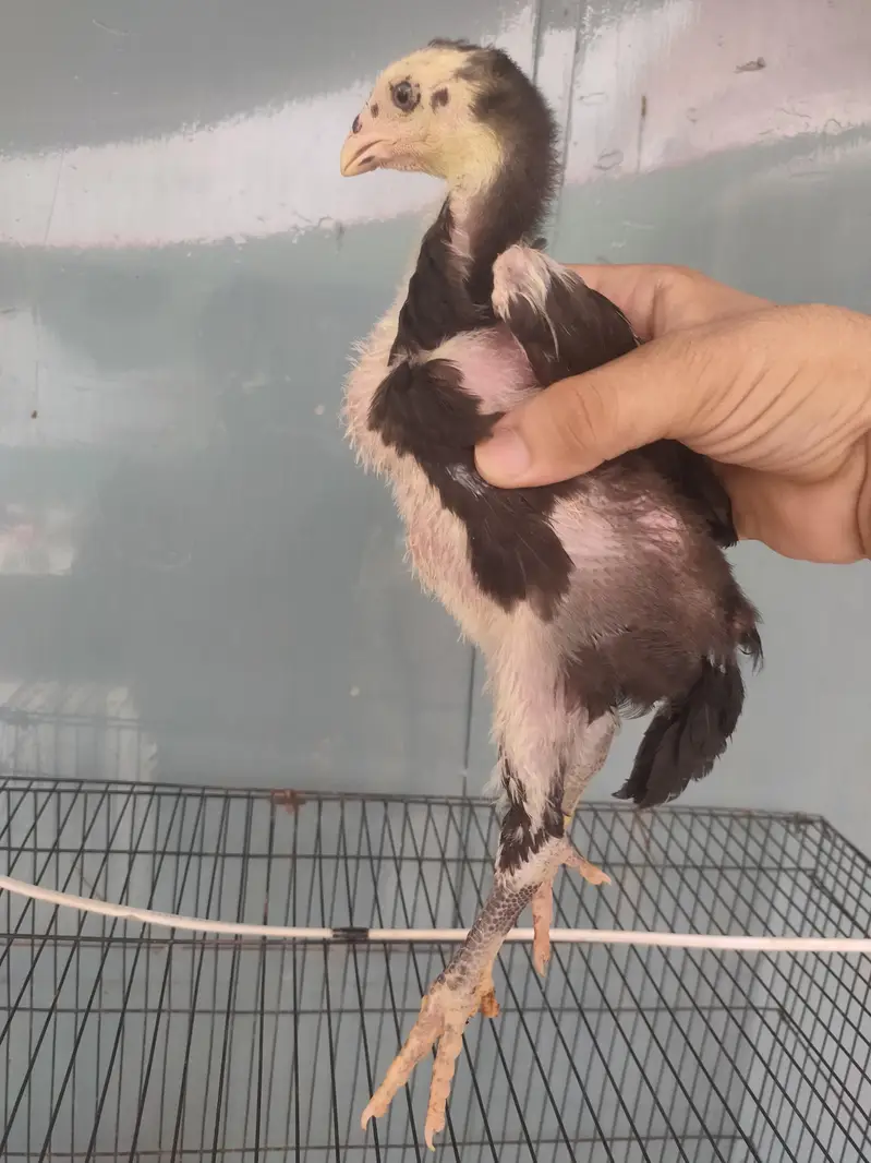 Black German o shamo chicks — photo 5