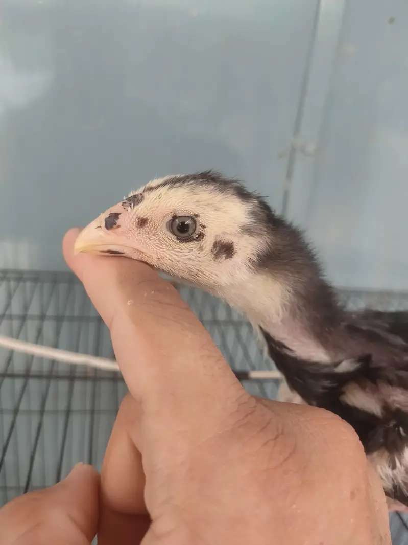 Black German o shamo chicks — photo 6