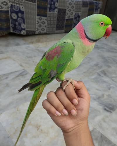 Raw Green Parrot for Sale | Hand Tame | Healthy & Active | Cage & Nest